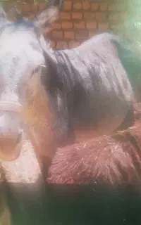 الاغ ماده