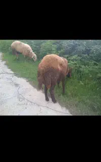 فروش چهارعددگوسفندمحلی درشت
