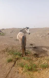 فروش یا معاوضه اسب نریان