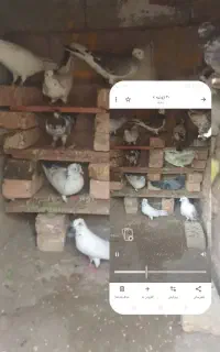 ۲۰ عدد کبوتر پرشی ساعت بالا