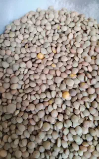 عدس آشی و پلویی