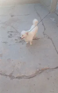 سگ پامر
