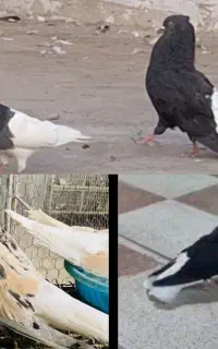 کبوتر پرشی
