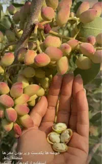 کود سب و سیب (کروا)
