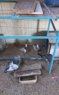 طوقی جوجه