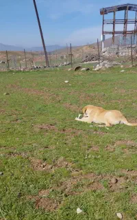 واگذاری سگ نگهبان