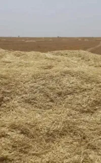 فروش کاه گندم دشتاب