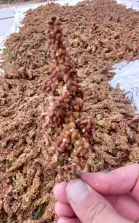سماق ارگانیک شاهنشین کردستان