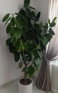 گل فیکوس دو متری