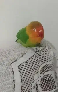 سلام  طوطی کوتوله