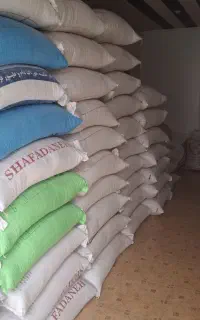 فروش جو بذری شش پر صحرا