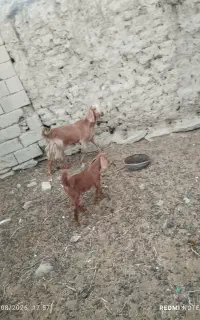 بز همراه بزغاله