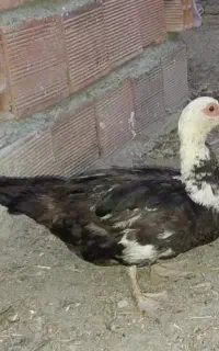اردک اسرائیلی