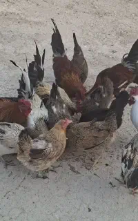 گونی جا کود و ارد موجوده و خروس