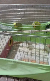 مرغ عشق ۳عدد