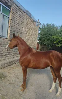اسب مادیان ۳ ساله