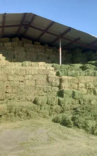 خریداریونجه