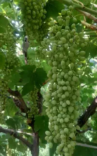 غوره کشمش