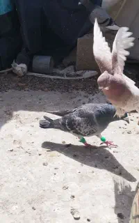 جفت پلاکی و بهبهونی