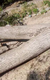 خریدار درخت  سلای پالت ظایات ریشه