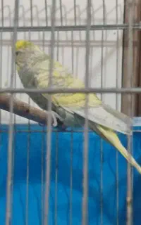 مرغ عشق نر