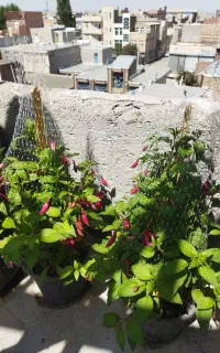 گل‌های زینتی