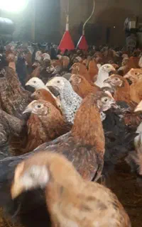 جوجه گلپایگان ۷۰ روزه