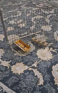 قفس