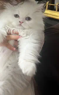 پرشین هیمالین دو ماهه