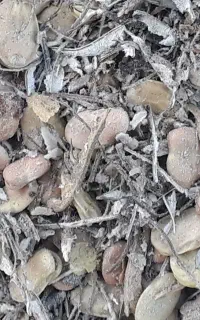 باقله