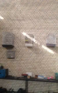 قفس برزیلی وسهره