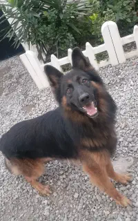 واگذاری سگ ژرمن