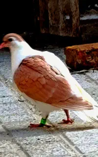 ماده چپ