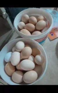 تخم مرغ محلی تازه ۵۰عدانه۱۶هزار