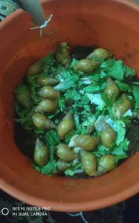 حلزون برای درمان
