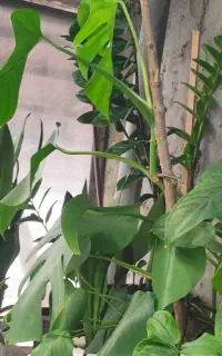 سبز رنگ زندگی گل‌های اپارتمانی