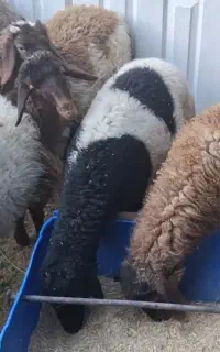 بره نر ریز شیرمست