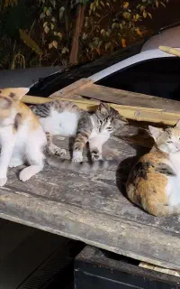 گربه دی اس اچ واسه واگذاری