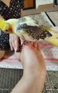 فروش طوطی سرلاکی دوماهه