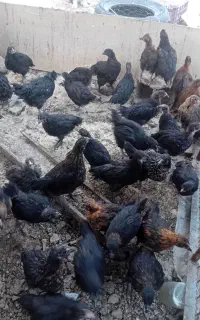 مرغ سیاه