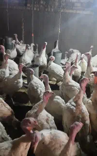 بوقلمون گوشتی