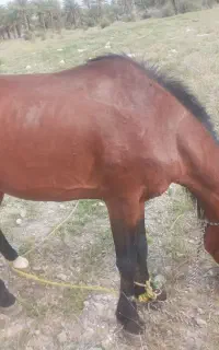 اسب نژادعرب