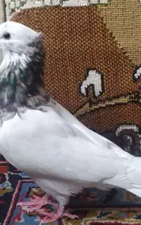طوقی هفت رنگ
