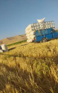 کاه گندم امسال