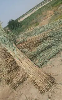 نی تالاب   گصب