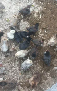 جوجه یک ماهه ریشی پاپر دیلگونی واکسینه شده