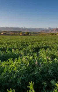 یونجه خرمن کوب