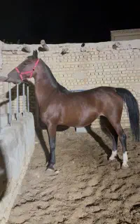 اسب مادیان ترک دره شور