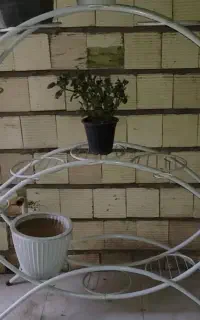 استند فلزی گل