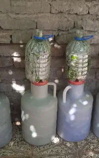 خیار و خیارشور